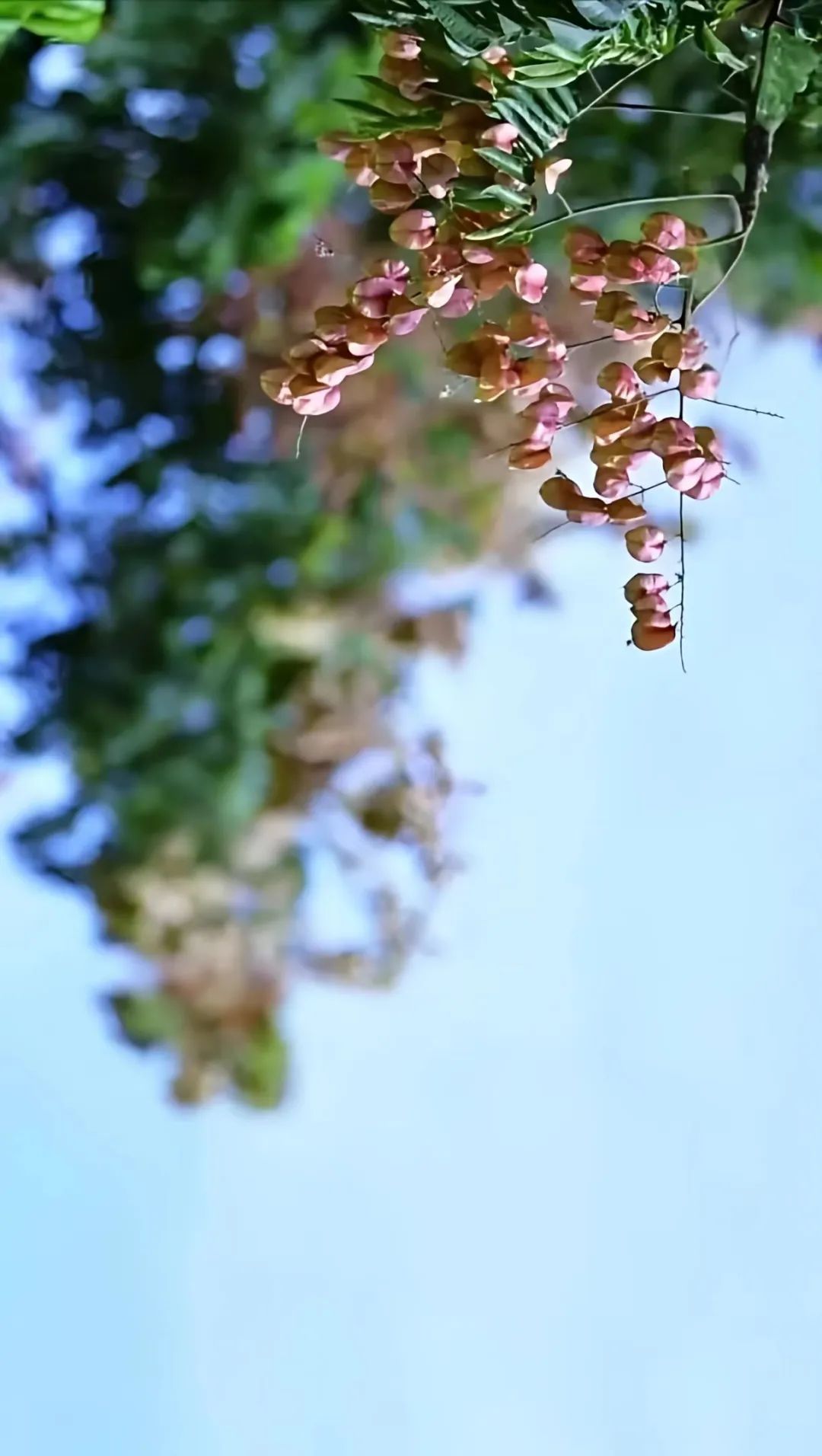 DƬ
